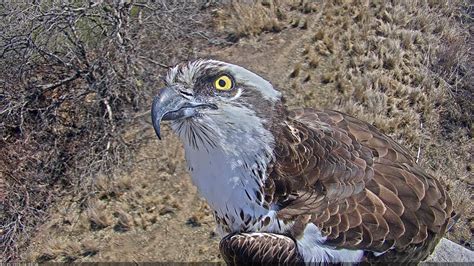 osprey cam boulder county